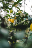Citron 'Meyer' | Citronnier | Citrus x Meyeri