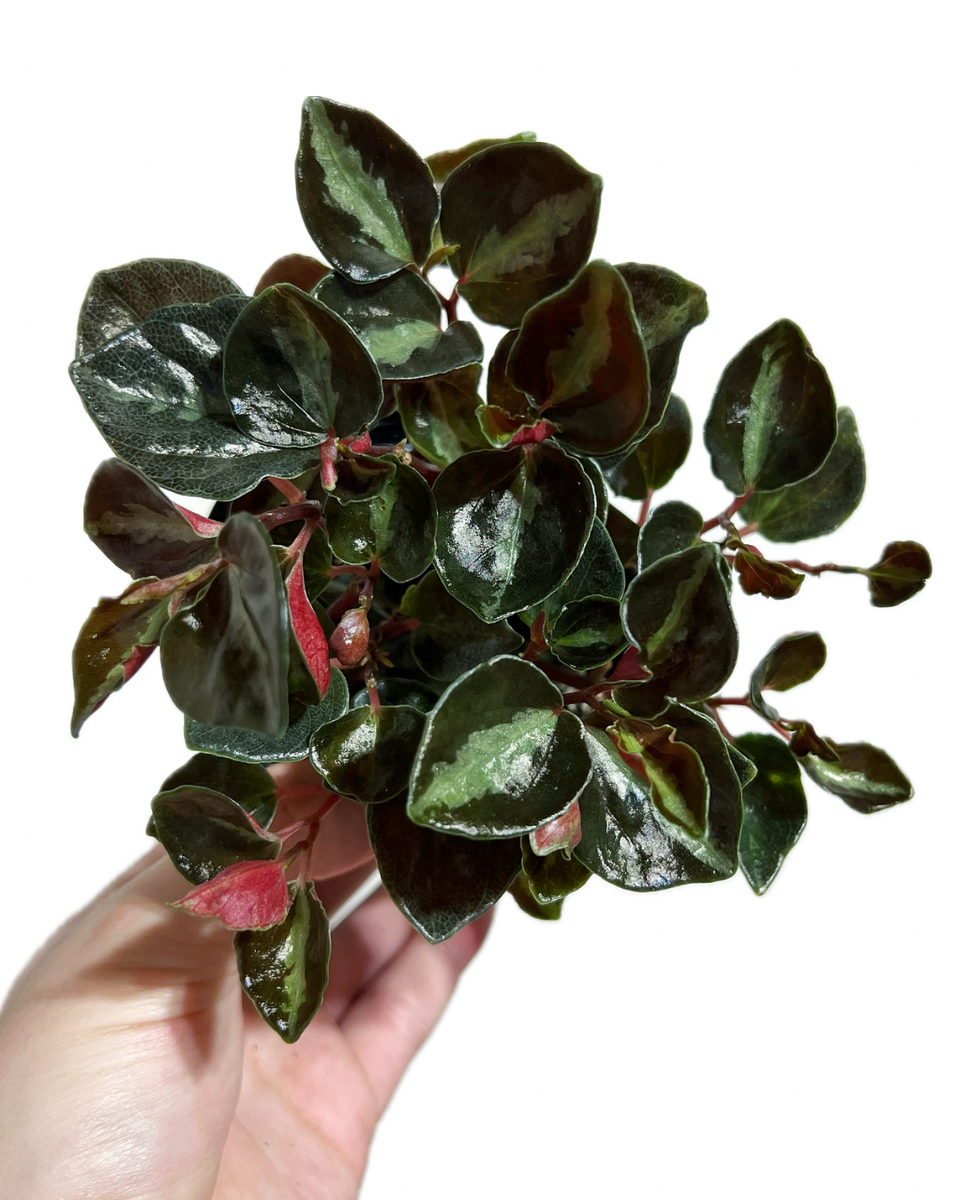 PEPEROMIA RICA var. / ペペロニア メタリカ PEPEROMIA RICA var. / ペペロニア メタリカ② Peperomia 'Metallica