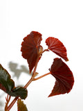 Begonia 'Black Magic' | Begonia