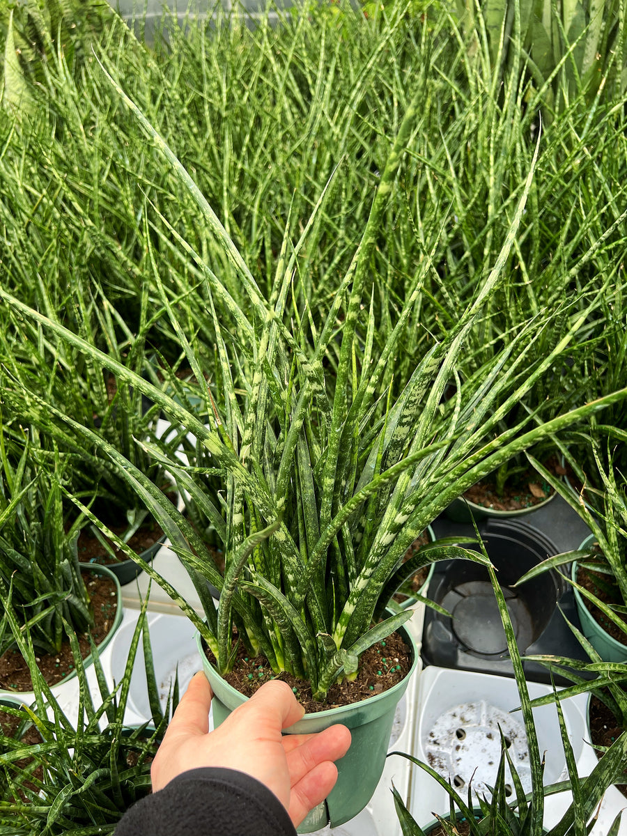 sansevieria mikado fernwood Sansevieria ´Fernwood Mikado'