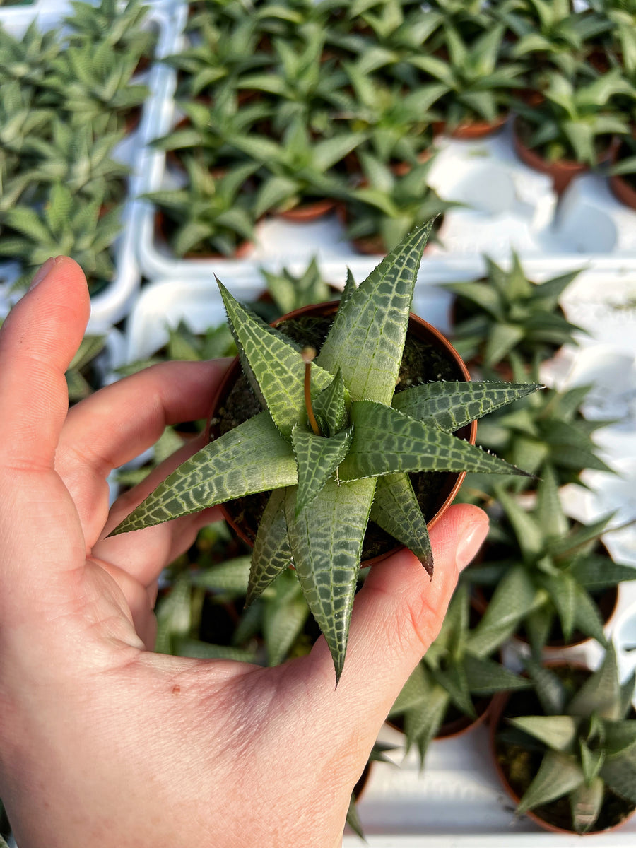 venosa succulent Haworthia Venosa Tessellata – Végétal Design Qc