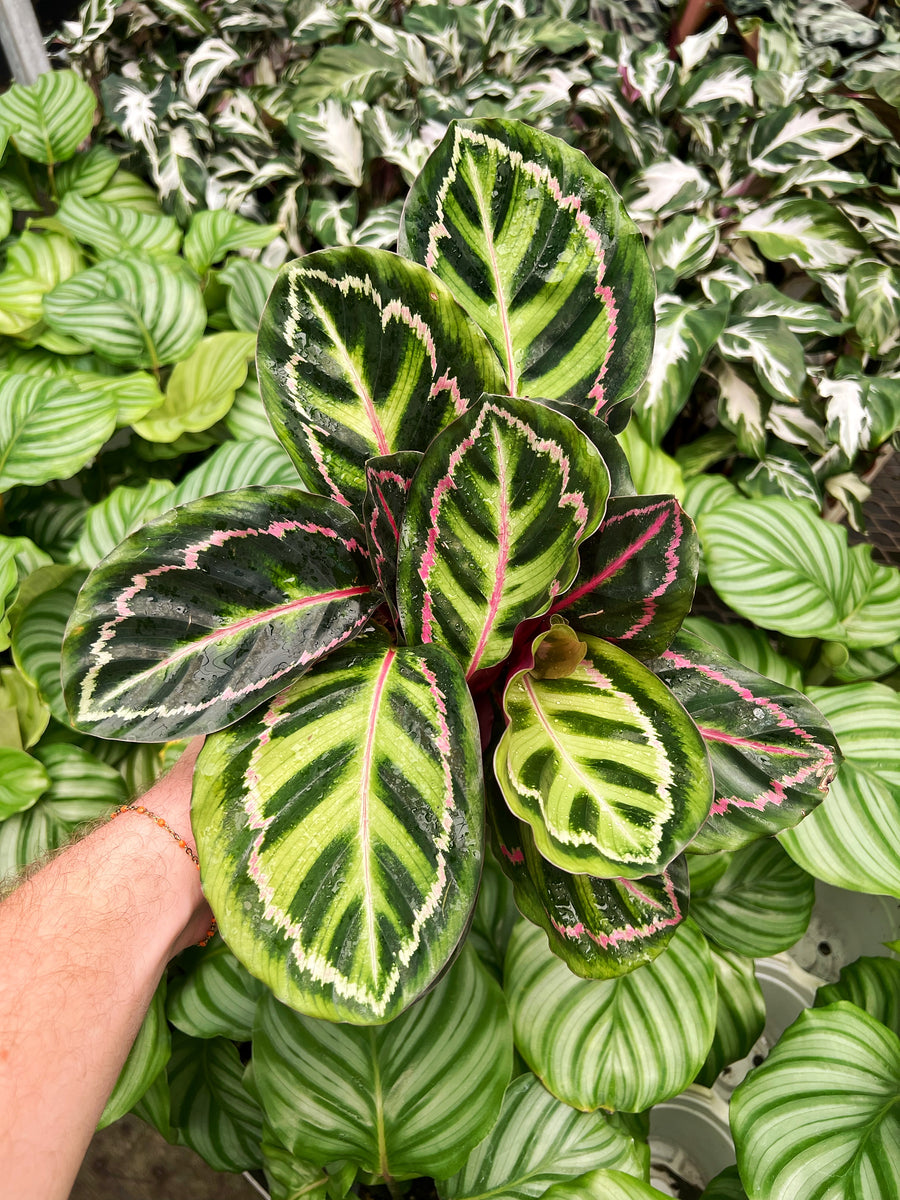 calathea illustris Calathea Roseopicta 'Illustris'