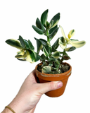 Crassula Ovata 'Variegata'