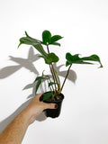 Philodendron 'Florida'