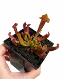 Sarracenia 'Maroon'