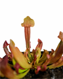 Sarracenia 'Maroon'