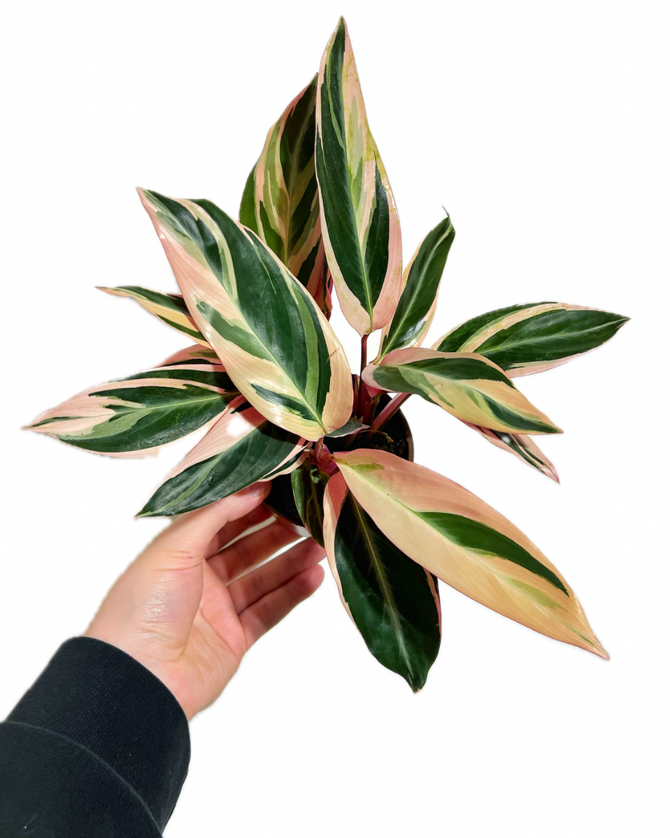Stromanthe Sanguinae 'Triostar'