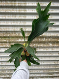 Platycerium bifurcatum | Silver Elkhorn Fern