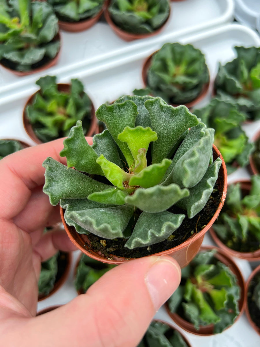 crinkle leaf plant elephant ear Adromischus Cristatus 'Crinkle-Leaf Plant'