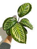 Calathea Roseopicta 'Cora'
