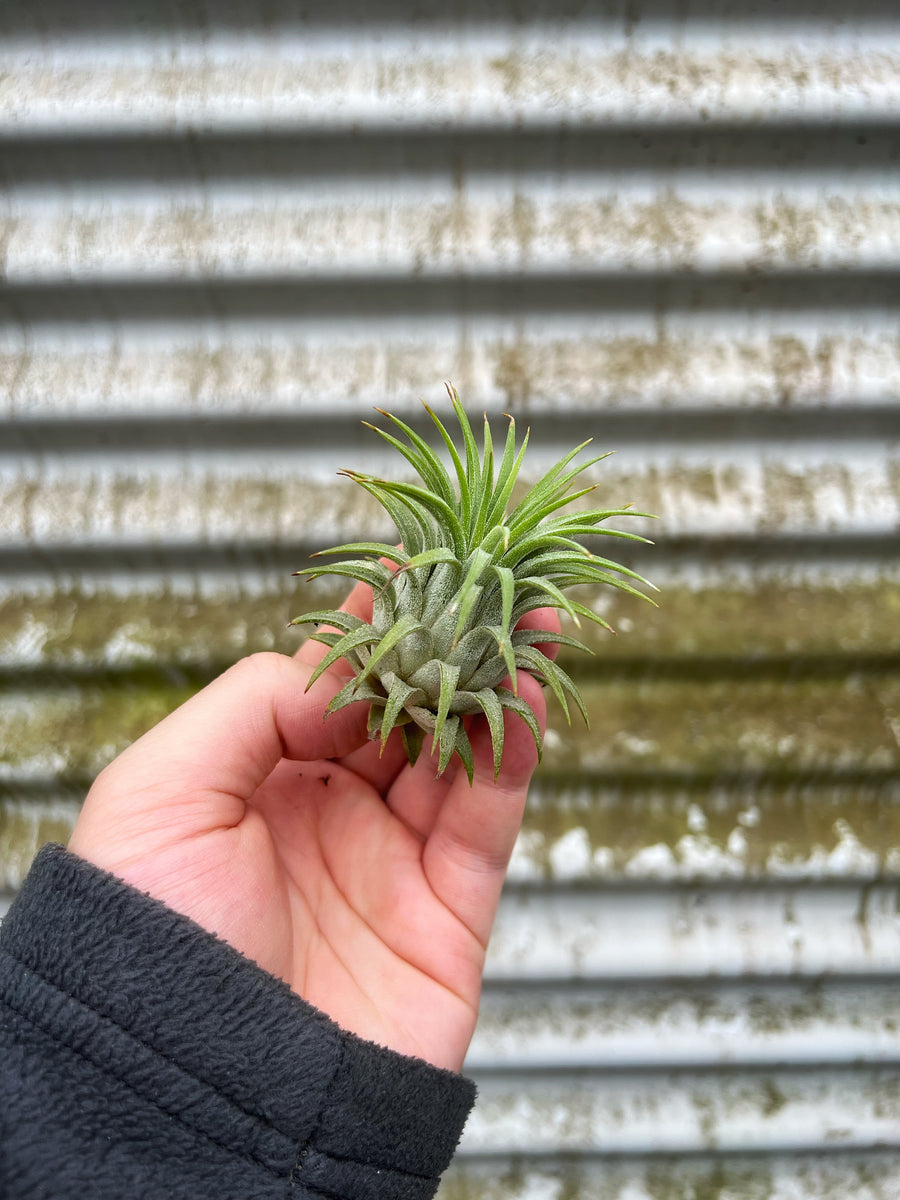 Tillandsia Lonantha – Végétal Design Qc
