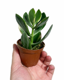 Crassula Ovata 'Variegata'