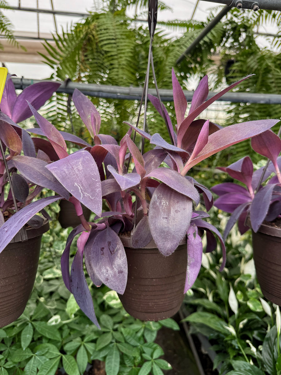 Setcreasea Pallida 'Purple Heart' | Tradescantia Pallida | Purple