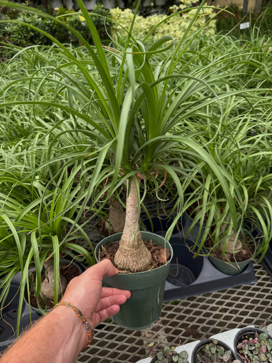 elephant foot plant care indoor Elephant Foot