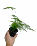 Asparagus Plumosus 'Setaceus' | Asparagus Fern