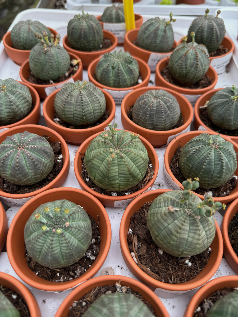Euphorbia Obesa – Végétal Design Qc