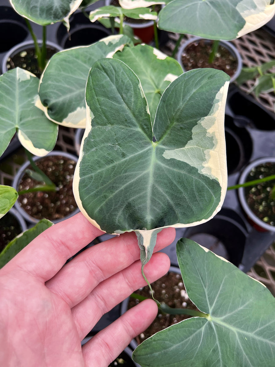 xanthosoma variegata Alocasia Xanthosoma 'Mickey Mouse' Variegated