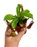 Népenthès 'Alata' | Pitcher Carnivorous Plant