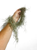 Mousse Espagnol | Tillandsia usneoides