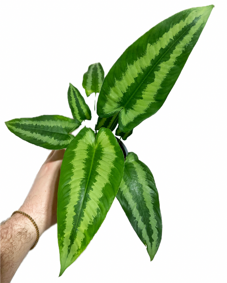 752〓希少Schismatoglottis wallichii ミント斑 Schismatoglottis Wallichii – Végétal Design Qc