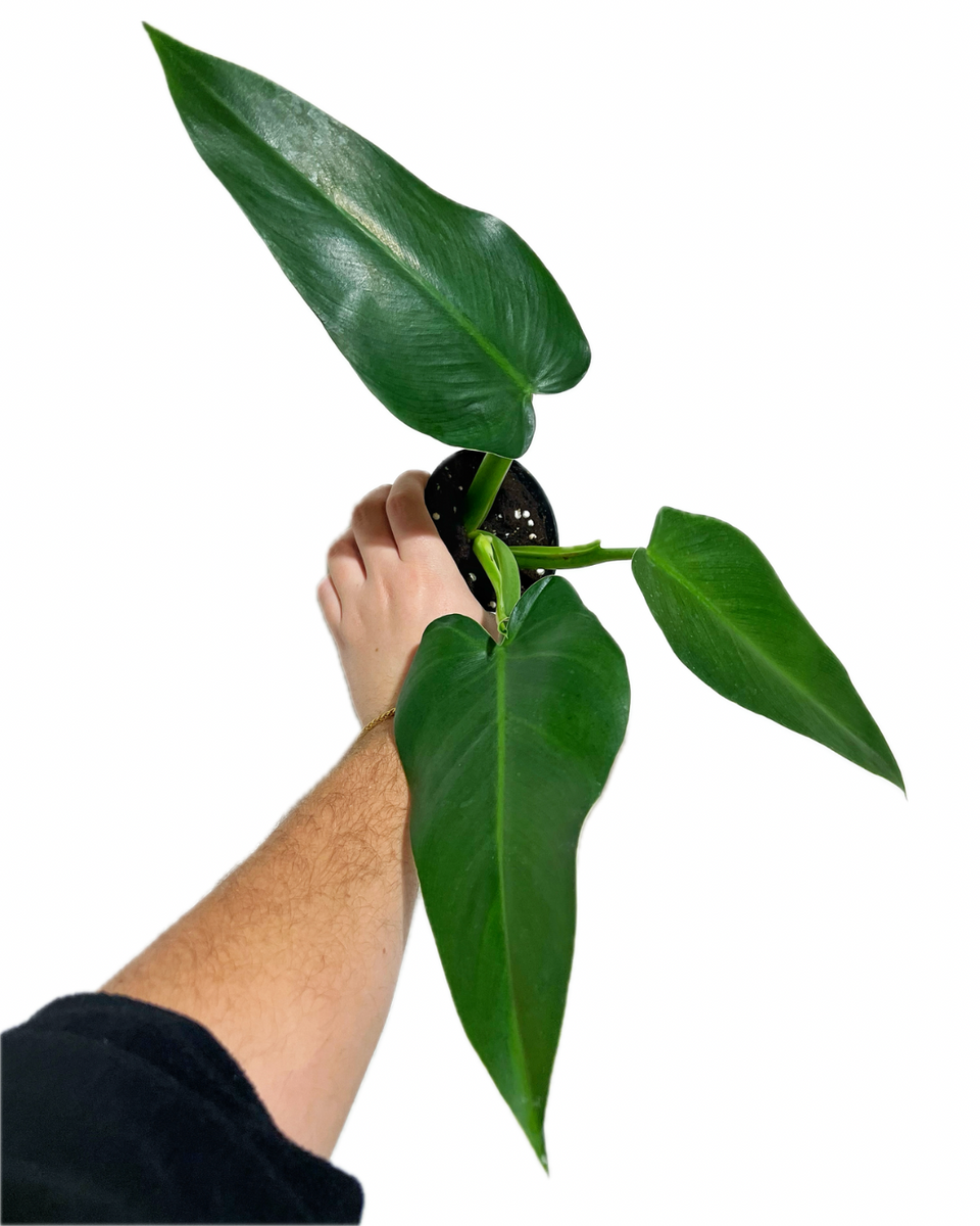 philodendron erubescens green Philodendron Erubescens 'Green Emerald' – Végétal Design Qc
