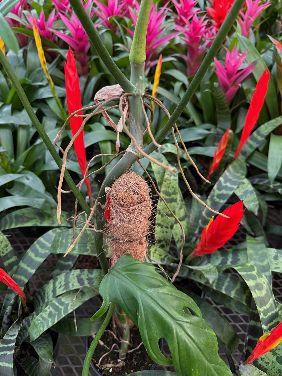 philodendron skeleton key Philodendron Elegans