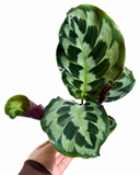 Calathea 'Helen Kennedy'