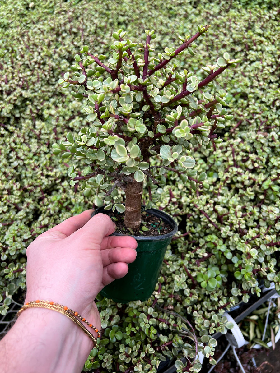 特大　Portulacaria afra variegata 鉢のまま発送 Portulacaria afra Variegata 'Elephant Bush' – Végétal Design Qc