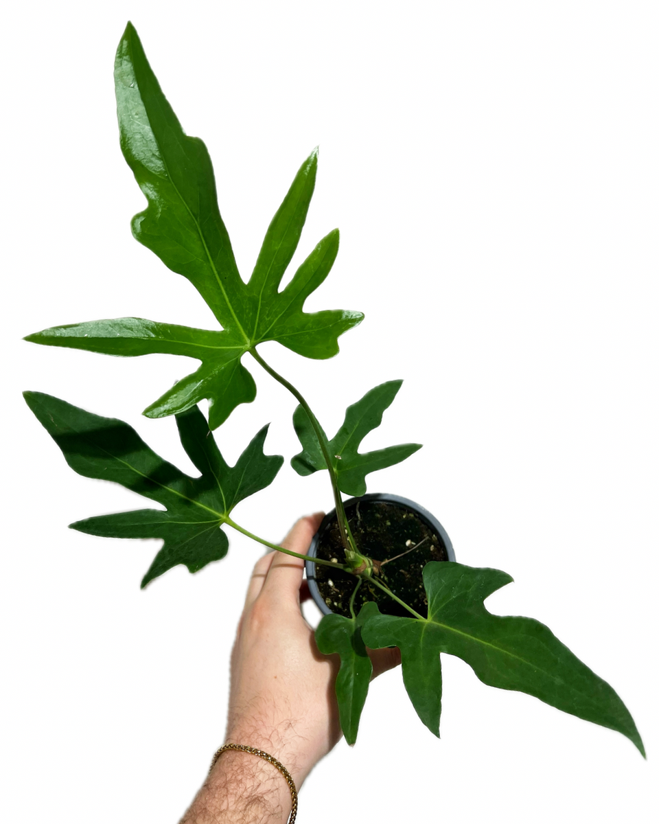 anthurium pedato radiatum fingers Anthurium Pedatoradiatum