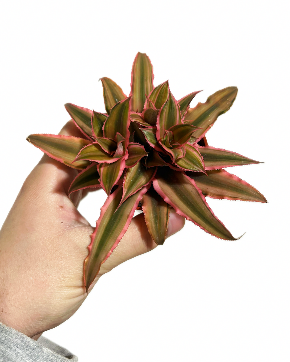 pink star succulent Cryptanthus Bivittatus 'Pink Starlite'