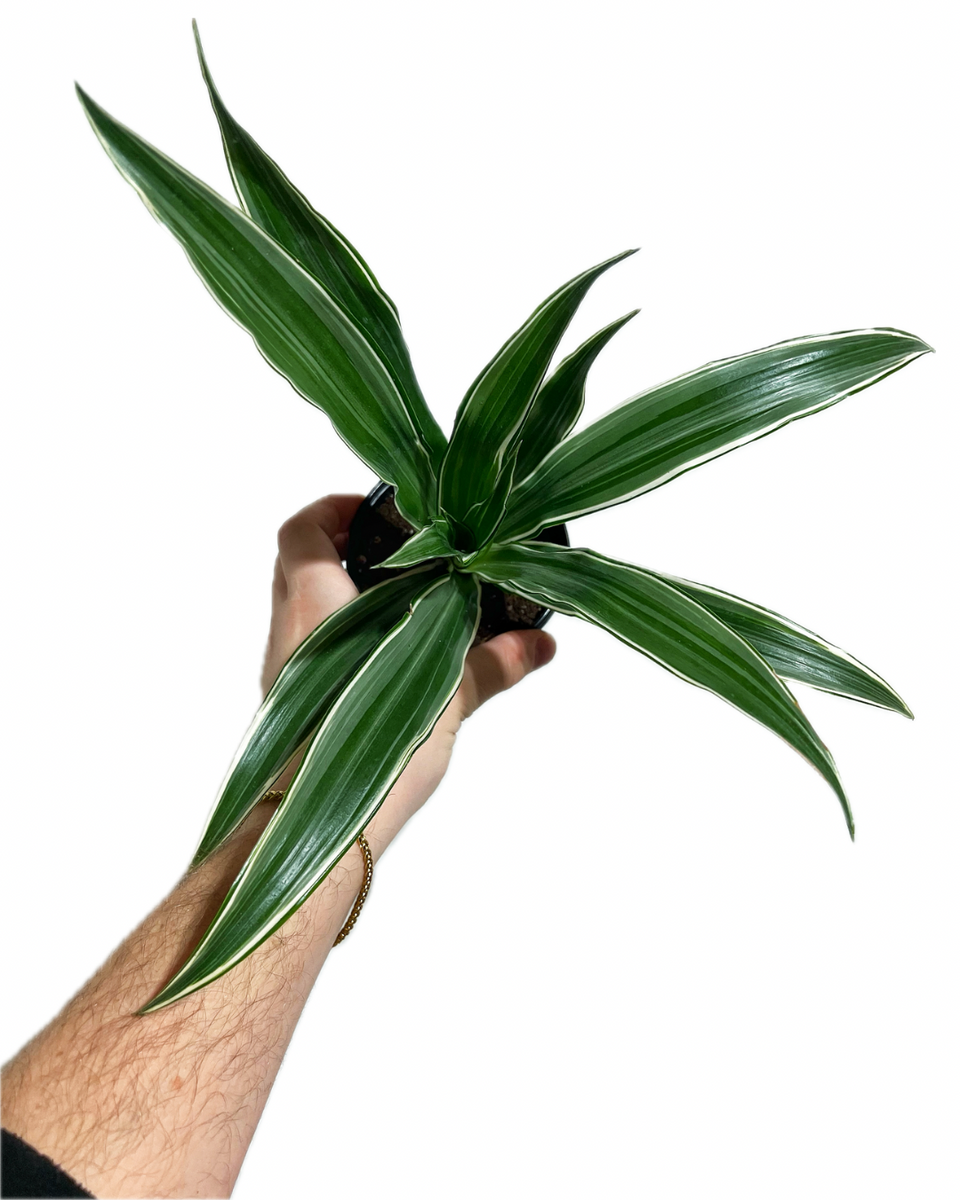 dracaena white bird cane Dracaena Warneckii 'White Bird'