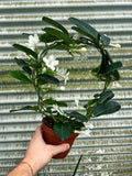 Stephanotis Floribunda | Jasmin de Madagascar *Sans fleur*