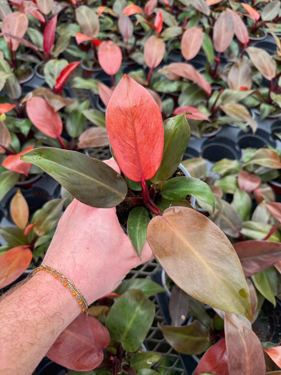 philodendron catheline Philodendron 'Cathalina'
