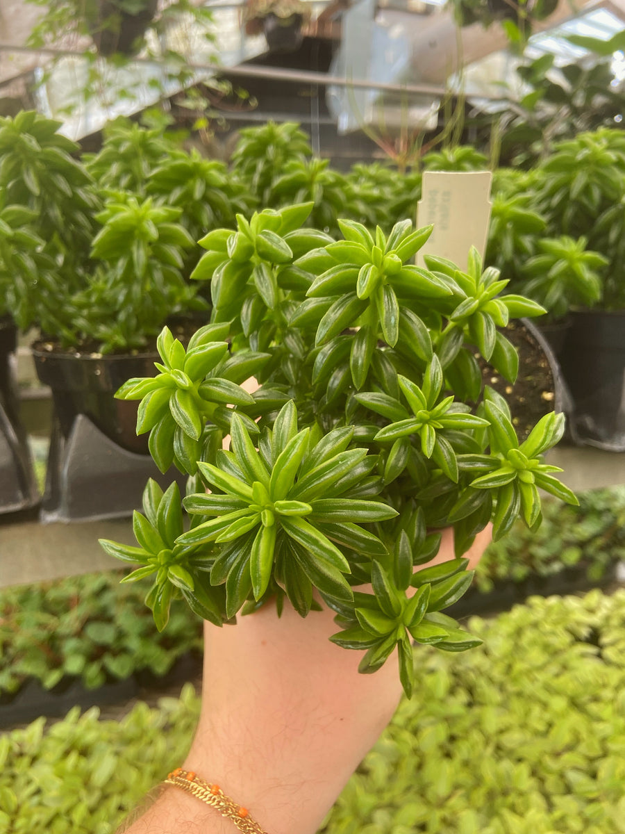taco plant succulent Peperomia Nivalis 'Taco Leaf'