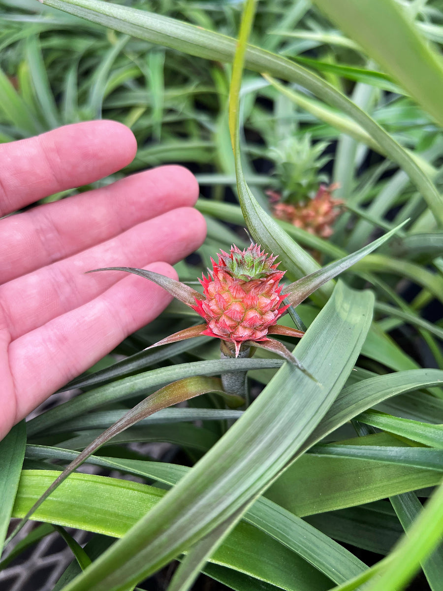 dwarf red pineapple plant Comosus Pineapple