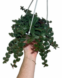 Tradescantia 'Teddy Bear'