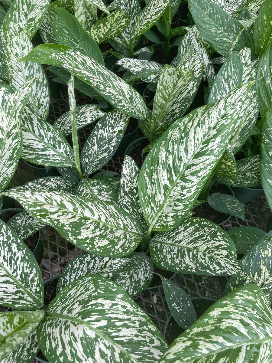 dieffenbachia rudolph Dieffenbachia 'Rudolph'