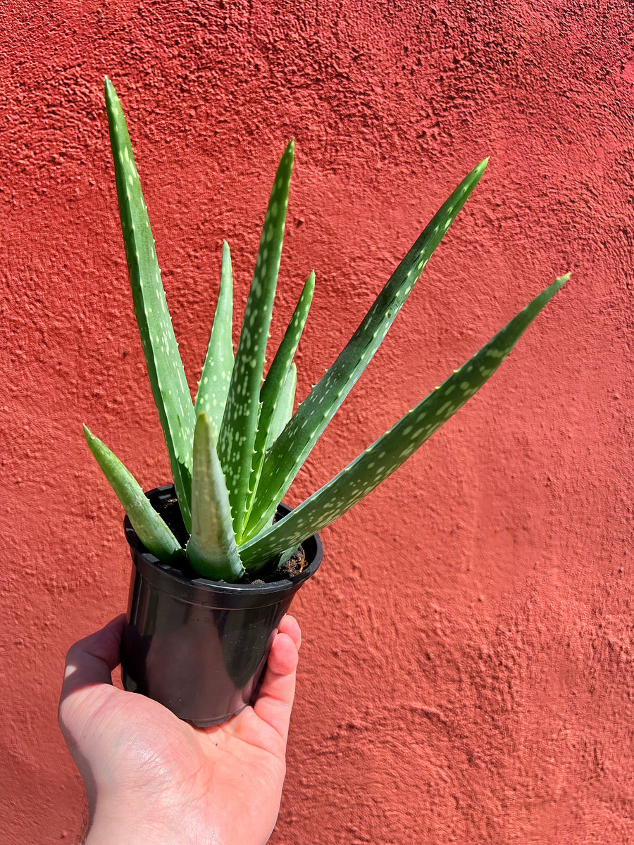 Aloe Vera 'Barbadensis'