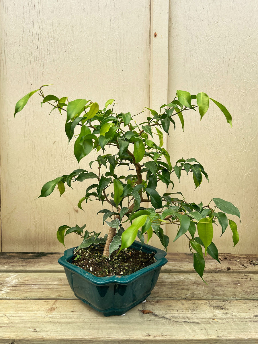Ficus Benjamina Bonsai – Végétal Design Qc