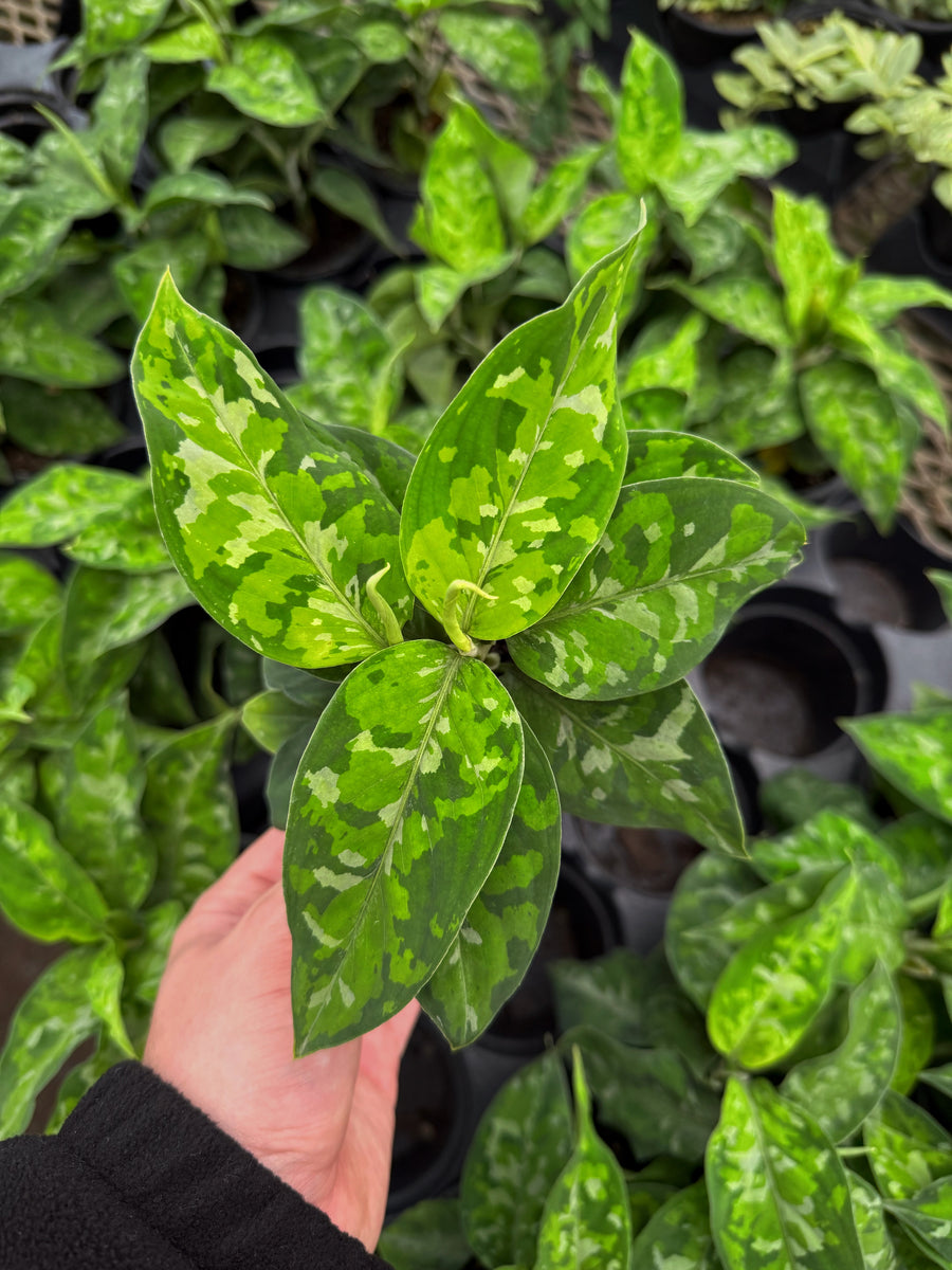 【Weed】Aglaonema pictum Aglaonema pictum tricolor | Tropical | Plantarium – Serres Lavoie