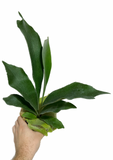 Platycerium bifurcatum | Silver Elkhorn Fern