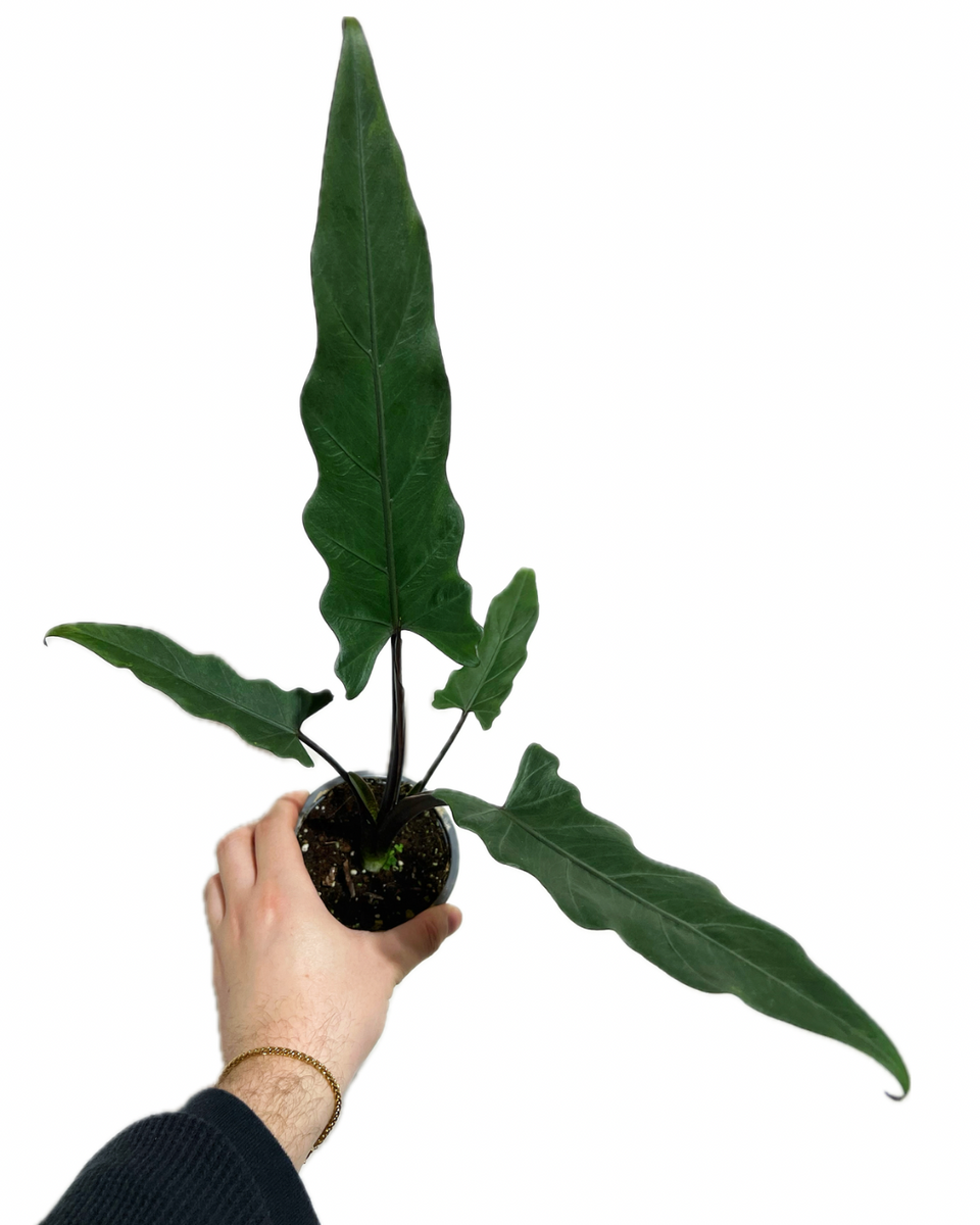 purple sword philodendron Alocasia 'Purple Sword'