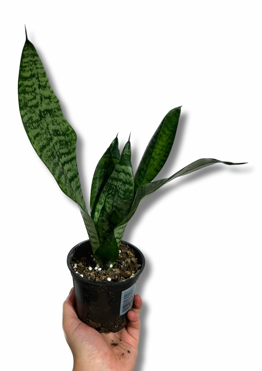 snake plant philippines price Sansevieria Trifasciata 'Zeylanica'