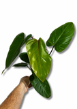 Philodendron Erubescens 'Red Emerald'
