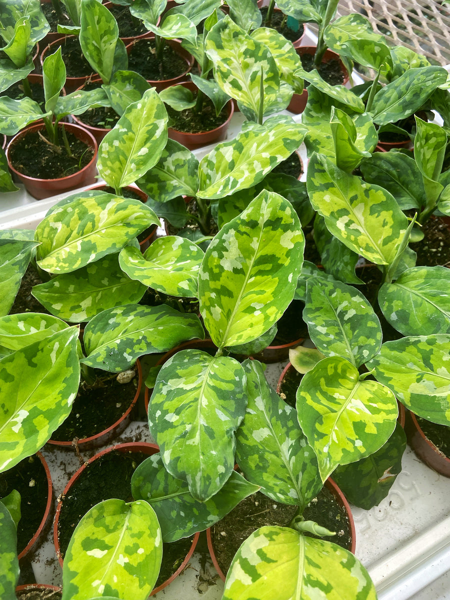 【Weed】Aglaonema pictum Aglaonema pictum tricolor | Tropical | Plantarium – Serres