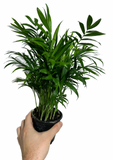 Palmier Neanthe 'Bella'
