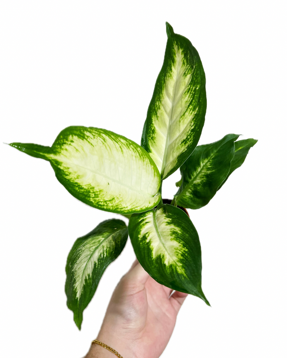dieffenbachia camille中文名字 Dieffenbachia 'Camille'