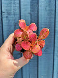 Fittonia 'Red Angel'