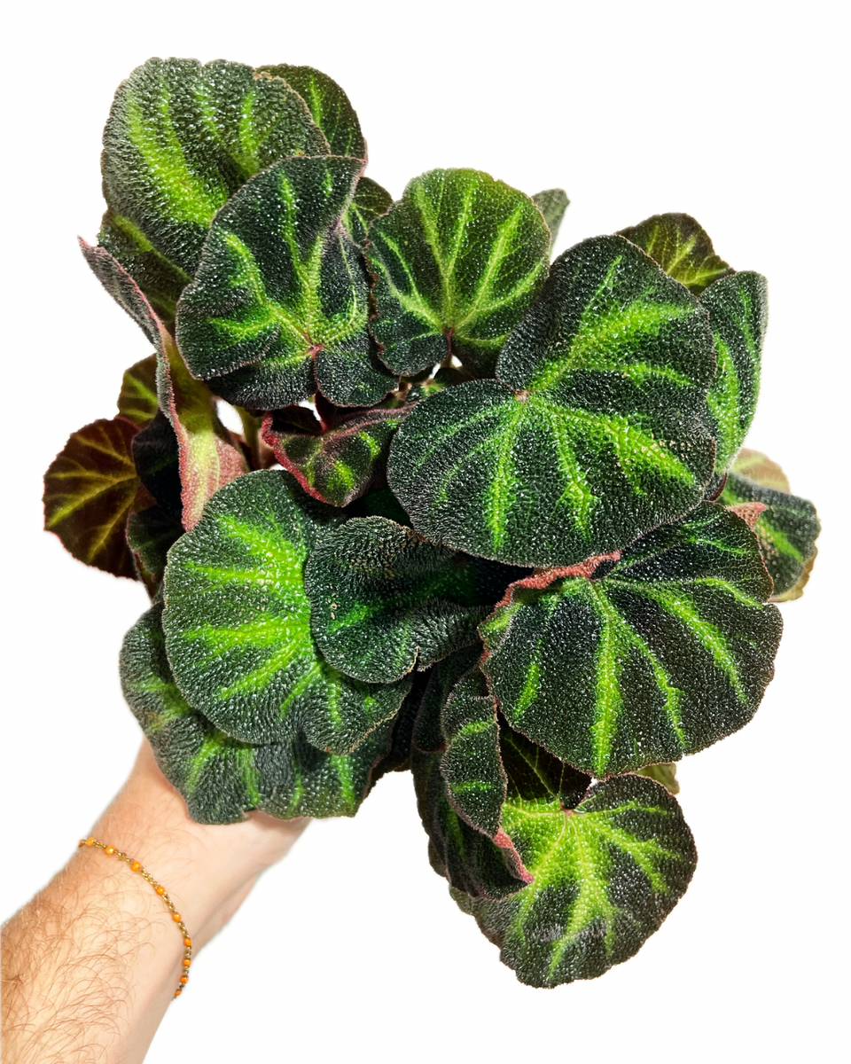 N*o様 Begonia soli-mutata\
