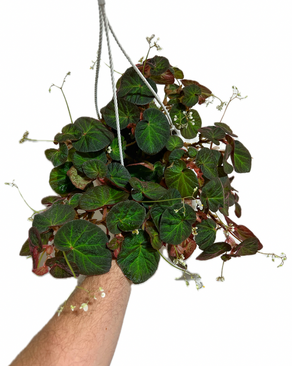 904B9BDE-7C84-45EC-A8EF-